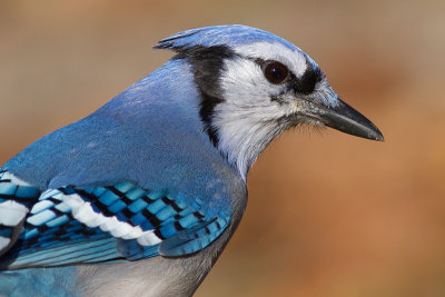 blue jay 192