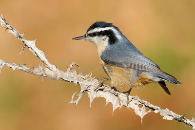 red breasted nuthatch 54