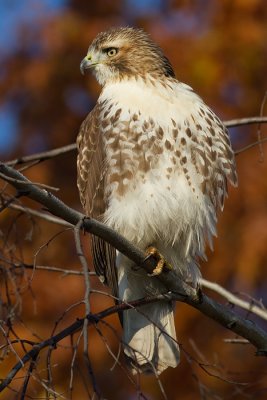 red tailed hawk 276