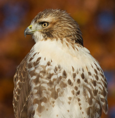 red tailed hawk 277