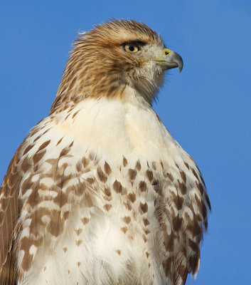 red tailed hawk 278