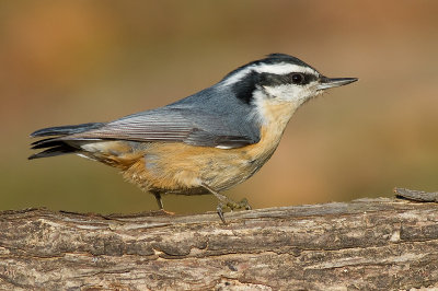 red breasted nuthatch 55