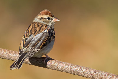 chipping sparrow 18
