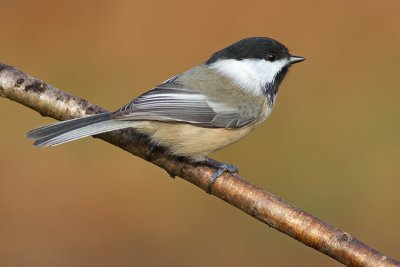 chickadee 540