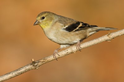 goldfinch 54