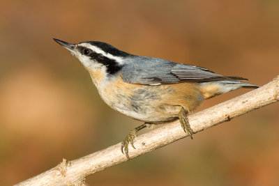 red-breasted nuthatch 57