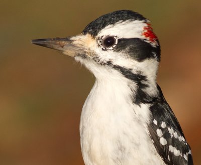 hairy woodpecker 61