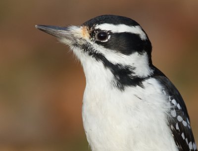 hairy woodpecker 62