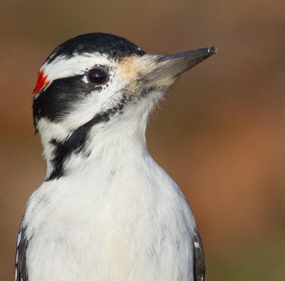 hairy woodpecker 63