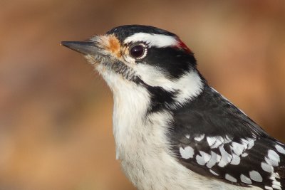 downy woodpecker 341