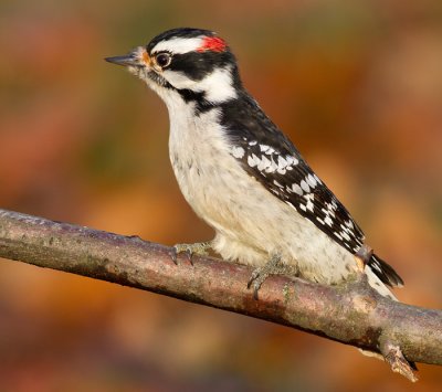 downy woodpecker 342