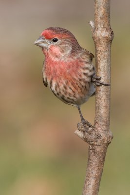 house finch 159