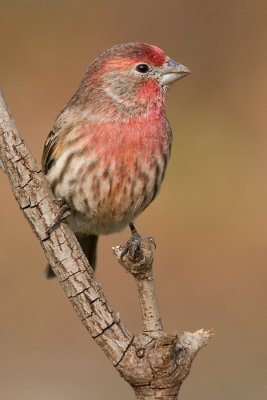 house finch 160