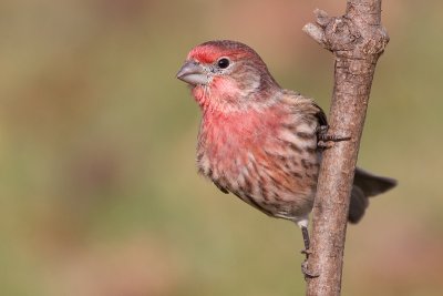 house finch 161