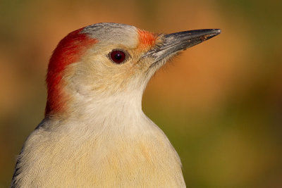 red-bellied woodpecker 217