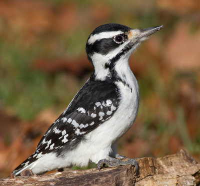 hairy woodpecker 65