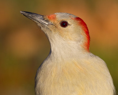 red-bellied woodpecker 218