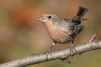 house finch 162