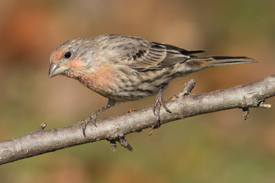 house finch 163