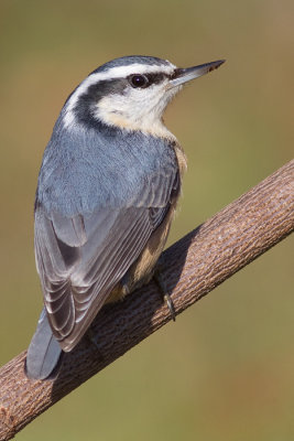 red-breasted nuthatch 58