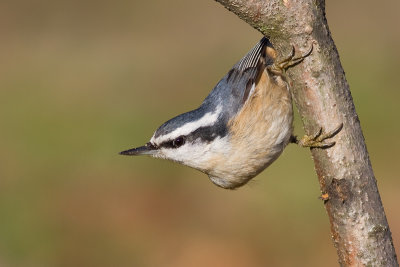 red-breasted nuthatch 59