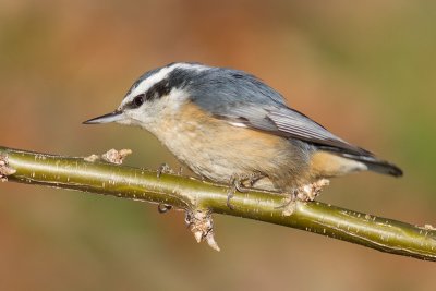 red-breasted nuthatch 60
