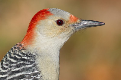 red-bellied woodpecker 219