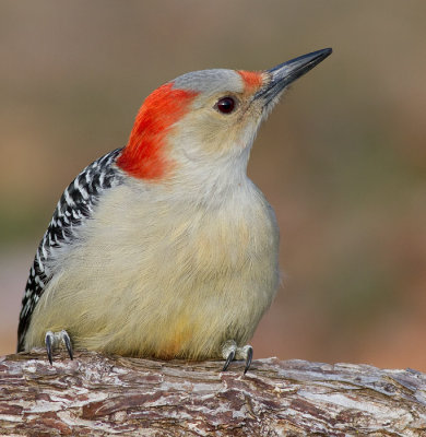 red-bellied woodpecker 220