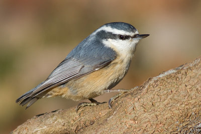 red-breasted nuthatch 62