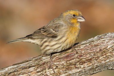 house finch 167