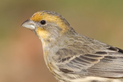 house finch 168