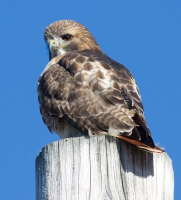 red-tailed hawk 280