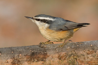 red-breasted nuthatch 63