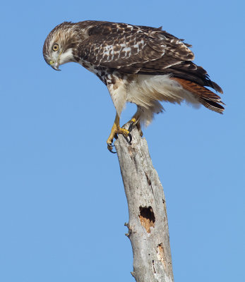 red-tailed hawk 281