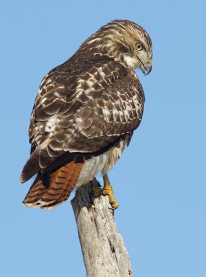 red-tailed hawk 283