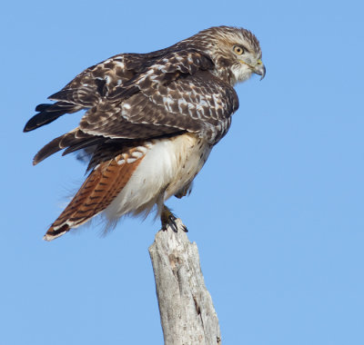 red-tailed hawk 284