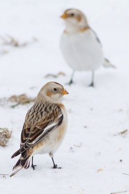 snow bunting 26