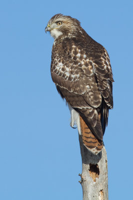 red-tailed hawk 285