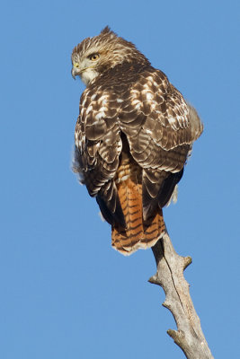 red-tailed hawk 287