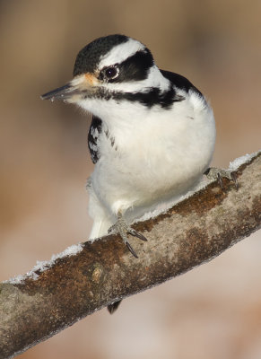 hairy woodpecker 66