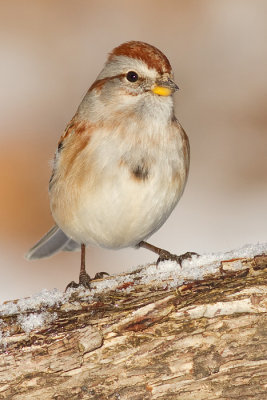 american tree sparrow 102