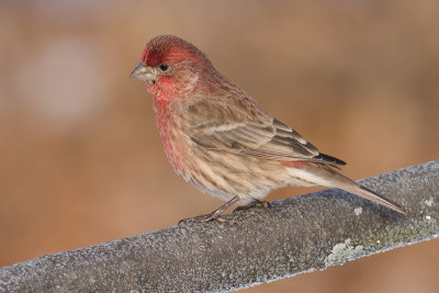 house finch 171