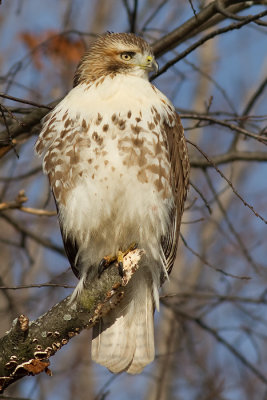 red-tailed hawk 291