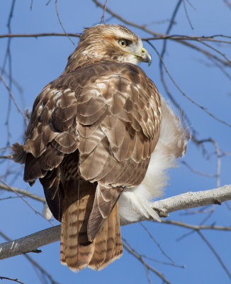 red-tailed hawk 292