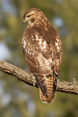 red-tailed hawk 293
