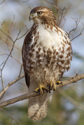 red-tailed hawk 294