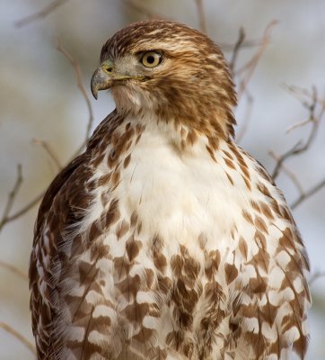 red-tailed hawk 295