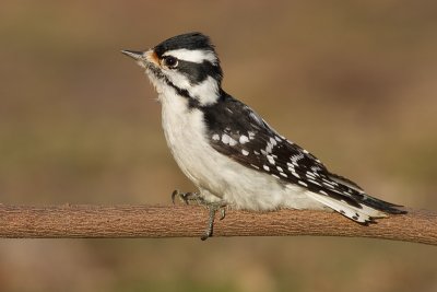 downy woodpecker 347