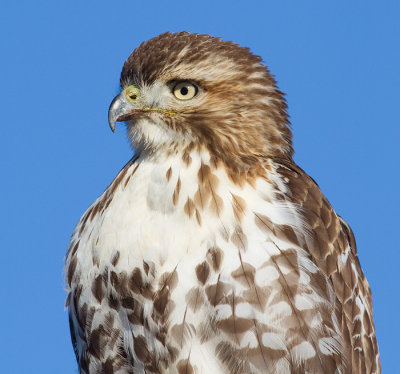 red-tailed hawk 287