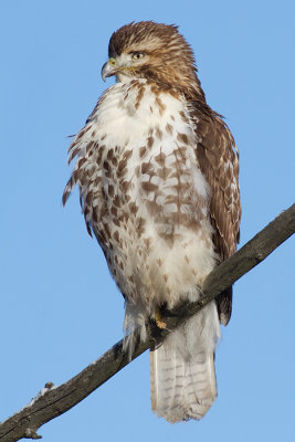 red-tailed hawk 289